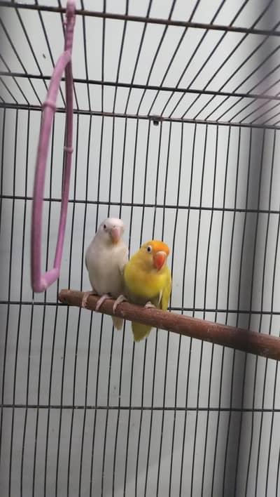 love birds for sale