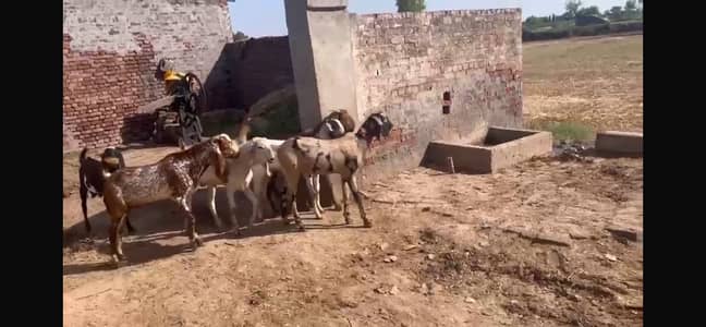 Bakra for eid