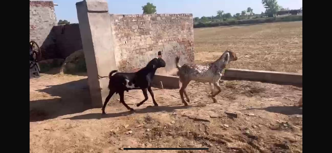 Bakra for eid 1