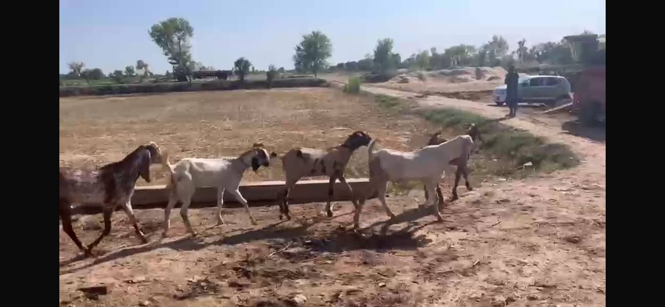 Bakra for eid 2