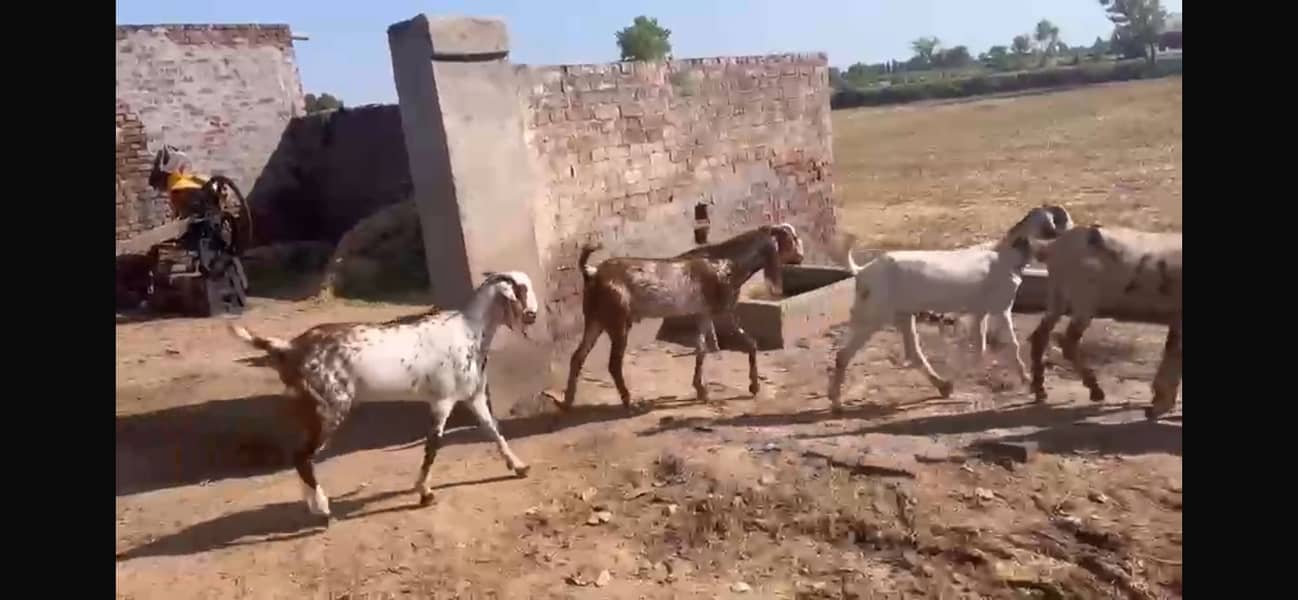 Bakra for eid 3