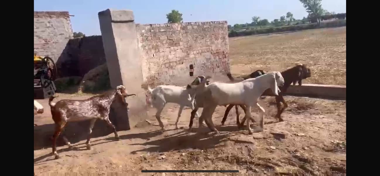 Bakra for eid 4