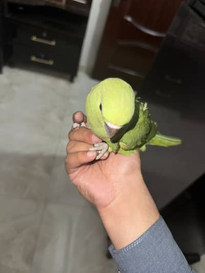 Moderate handtame kathay for sale