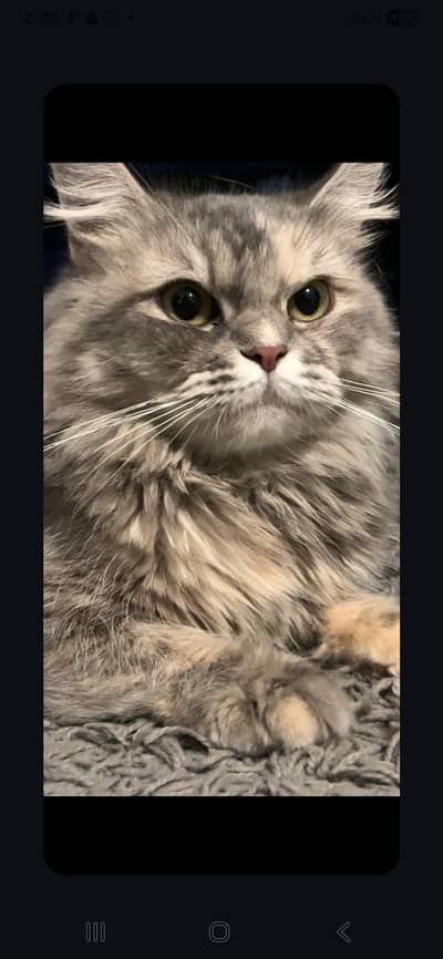 On very cheap 2 cats