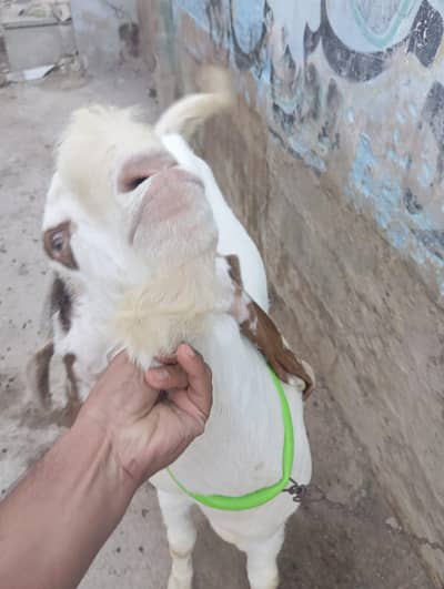 Goat for sale