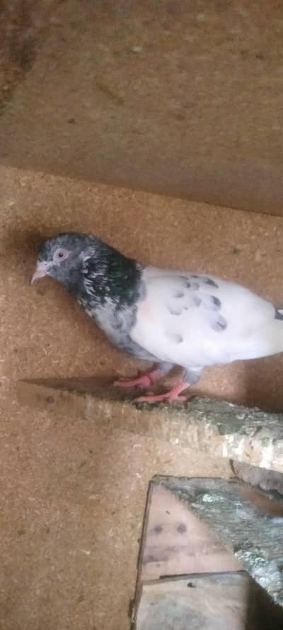pigeons pair for sale