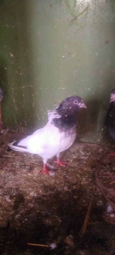 pigeons pair for sale