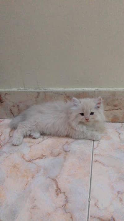 female kitten 2 months