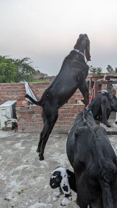 4 dant Bakra urgent for sale