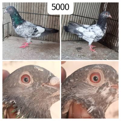 high flyer pigeon