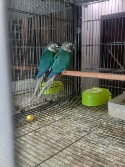 Blue turquoise conure pair available