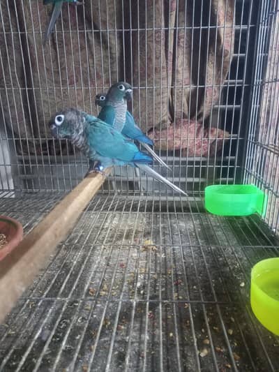 Blue turquoise conure males available