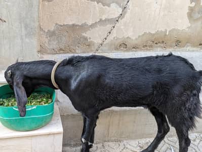 Barkri for sale fresh 2 Dant Punjab ki bakri hai