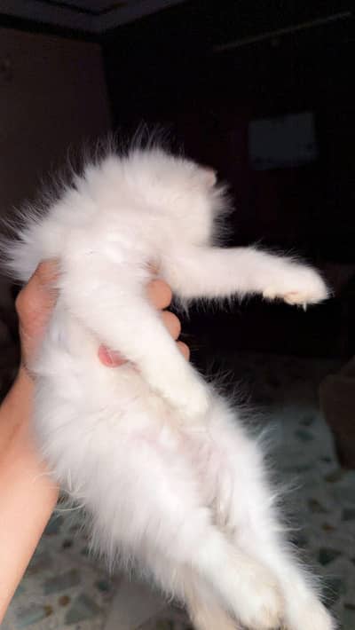 Persian cat babies