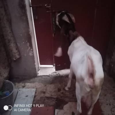  Heavy & Healthy Pair Bakray For Sale – Qurbani Special