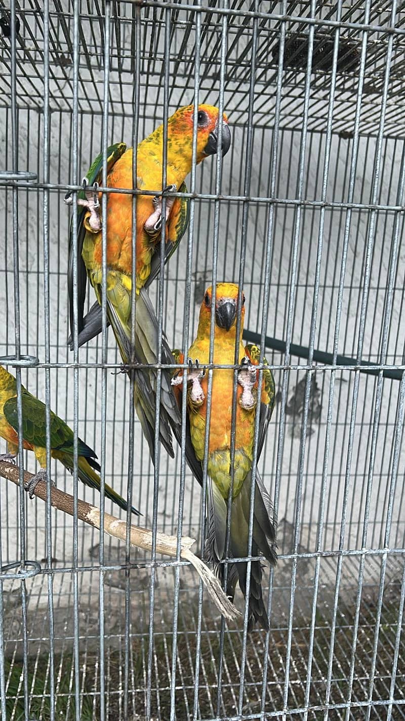 Sun conure 0