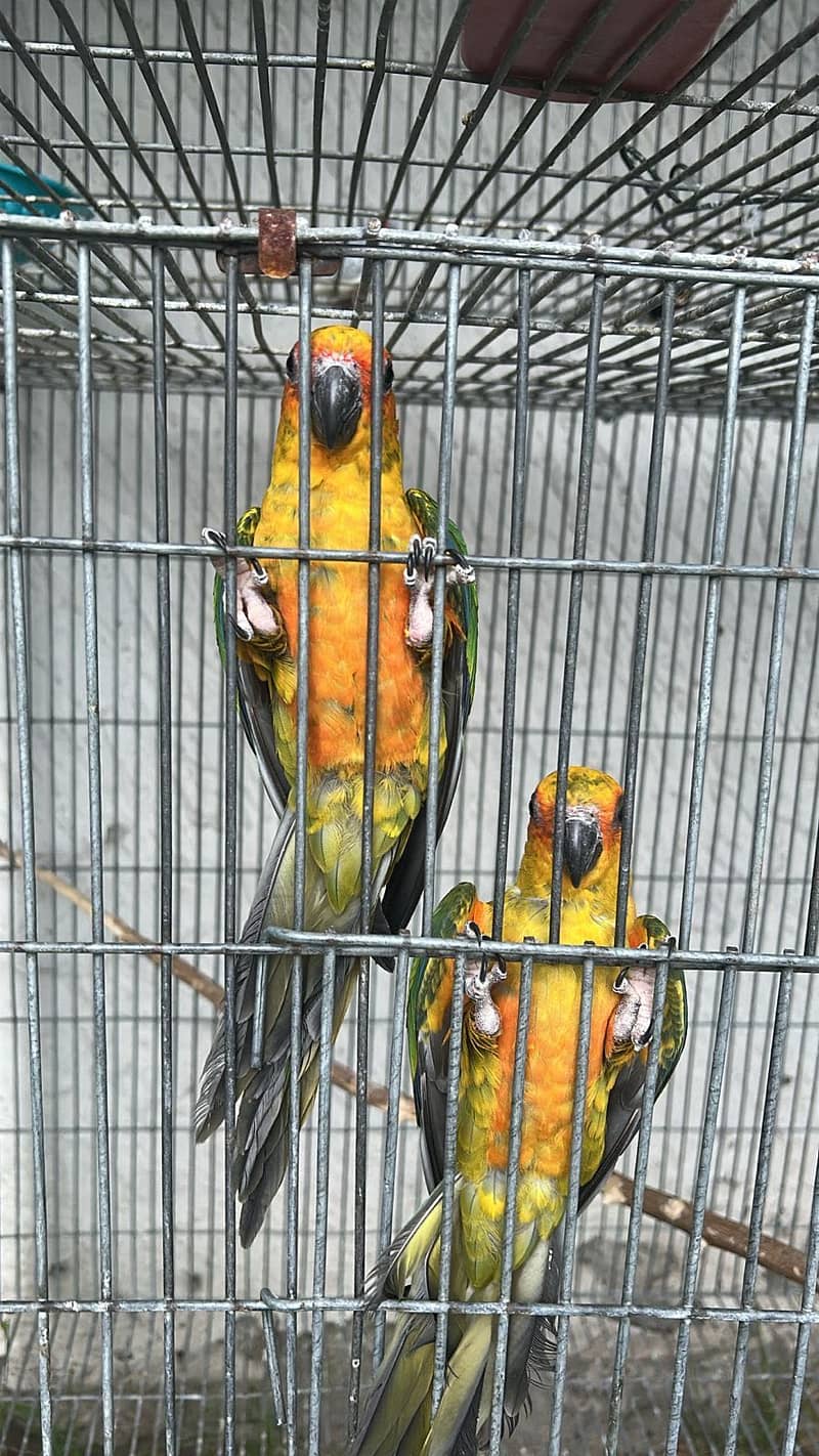 Sun conure 1