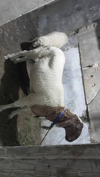 13 Months Old Beautiful Dumba (40-45KG)-North karachi