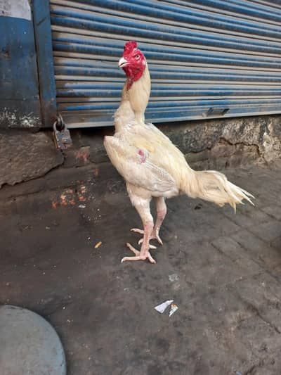white shamoo cros murgha