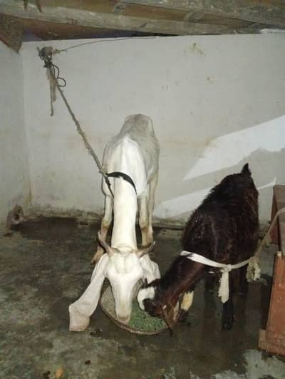 gulabi nasal ki bakri
