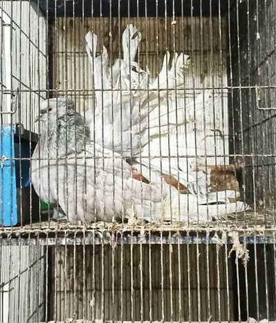 silver American chicks 3.4 Kali for sale