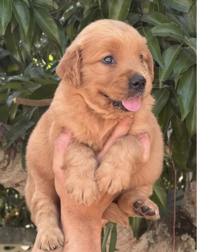 Golden retriever puppies for sale