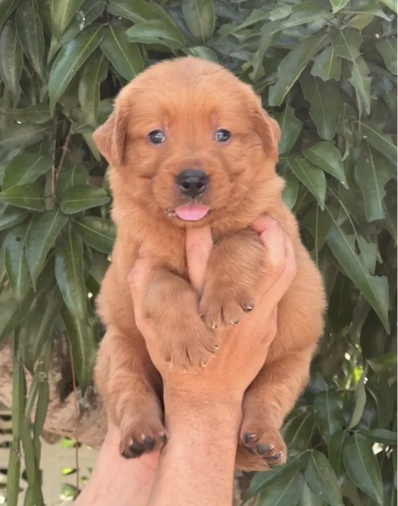 Golden retriever puppies for sale — photo 2