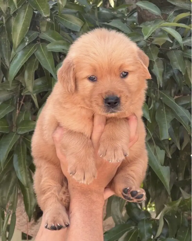 Golden retriever puppies for sale — photo 3