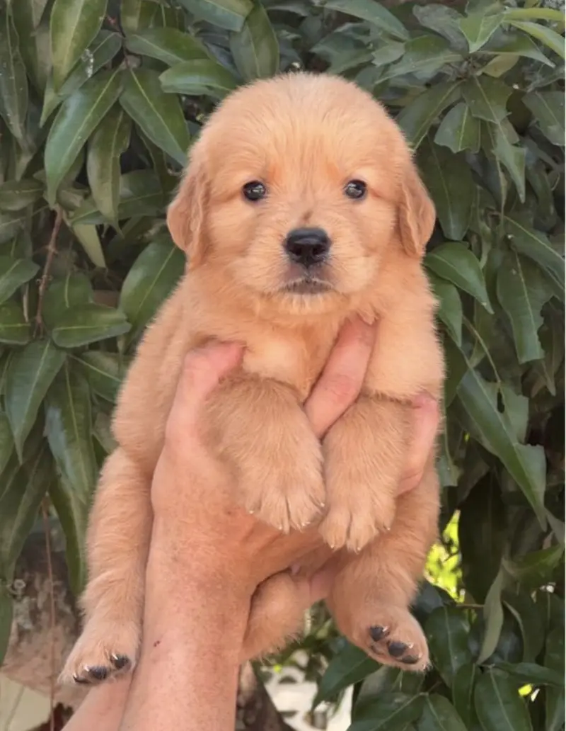 Golden retriever puppies for sale — photo 4