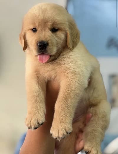 Golden retriever puppies for sale