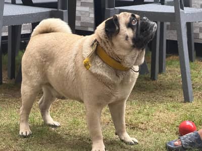 pug dog