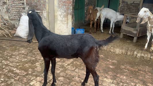 Qurbani ka 2 dant bakra sale ka lia available hain