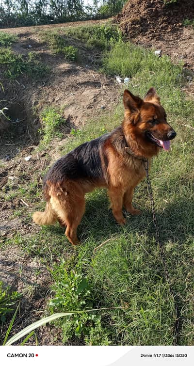 German Shepherd breader paired for sale
