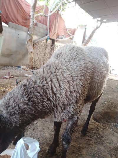 breeder dumbha for qurbani 2 danth