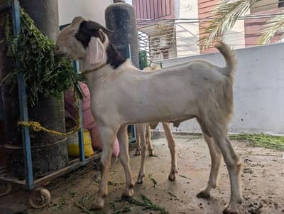 Khubsurat Andu Bakrey available for sale ghar ki palia