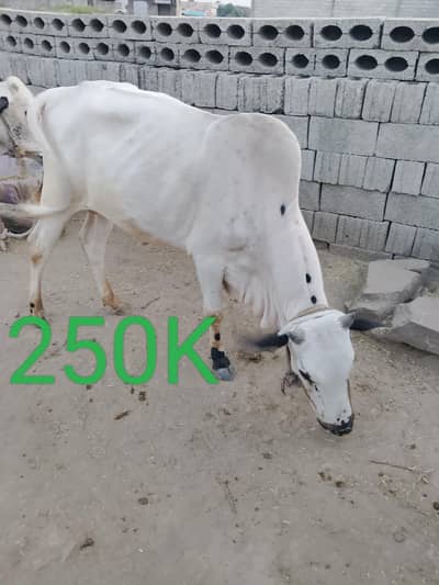 Qurbani Bull | Bachra | Wacha | Desi Bachry | 2 Dant For sale