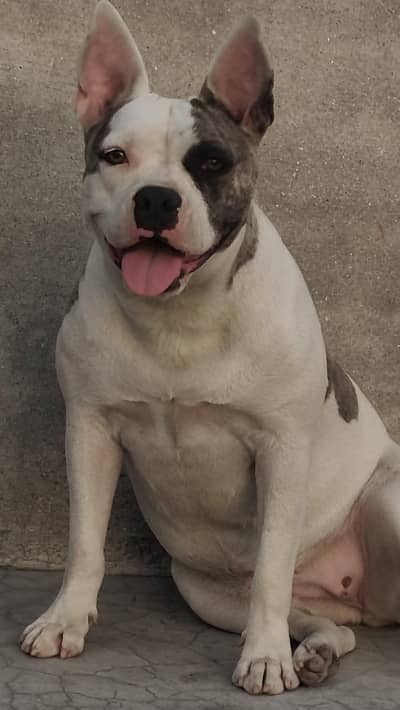 pitbull 