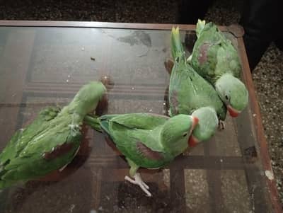 green parrot | raw parrot| raw parrot for sale