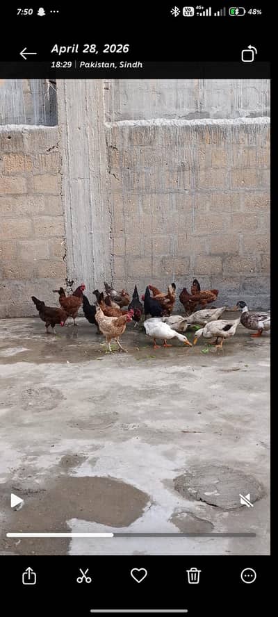 Desi hens
