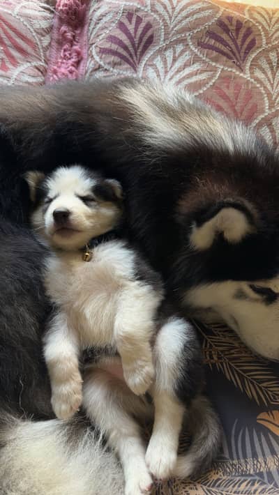 Siberian husky female puppy