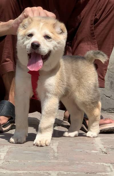 King Alabai male pure breed security dog 2months for sale
