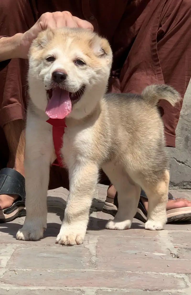 King Alabai male pure breed security dog 2months for sale