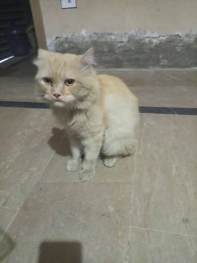 Russian Male Cat