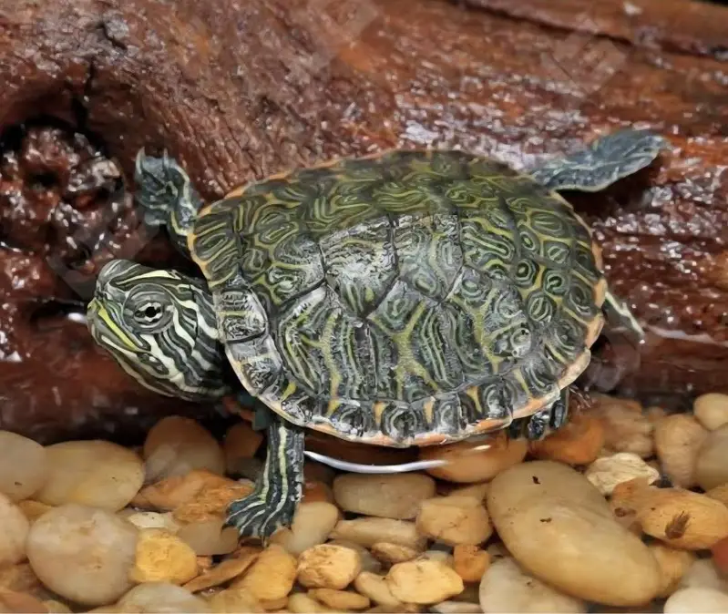 Turtle Red ear slider turtles — photo 7