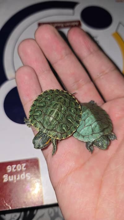 Turtle Red ear slider turtles