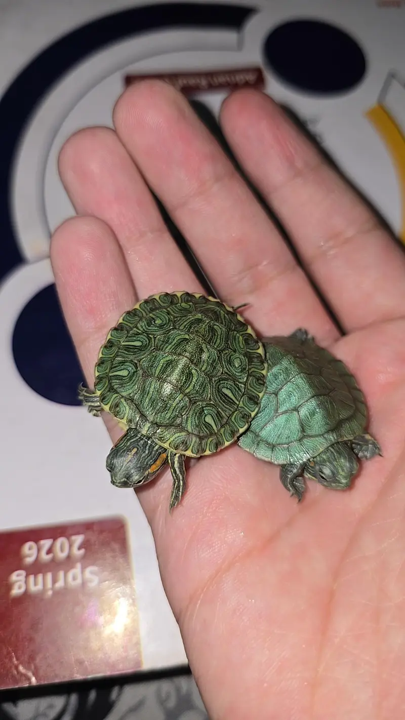Turtle Red ear slider turtles