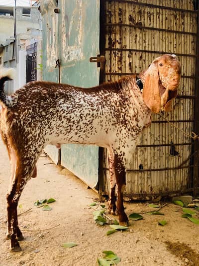 makhi cheena breeder 6dant  jumbo size