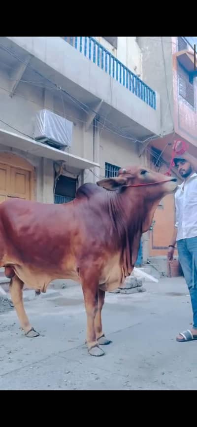 Sahiwal Qurbani Bachra