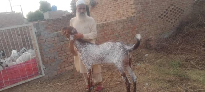 Qurbani Makhi cheena Male