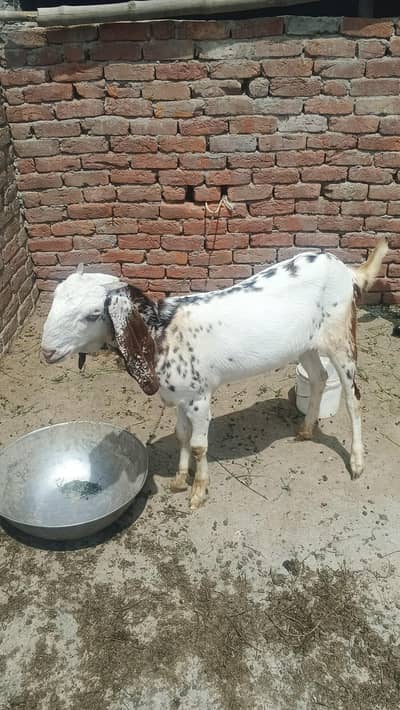 Qurbani wala bakra